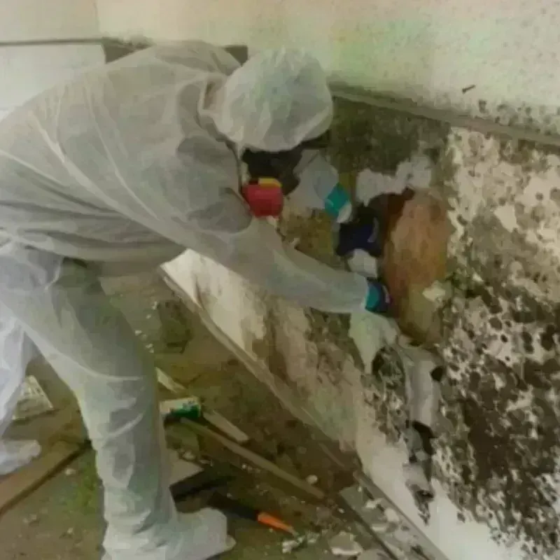 Mold Remediation and Removal in Rancho Tehama Reserve, CA